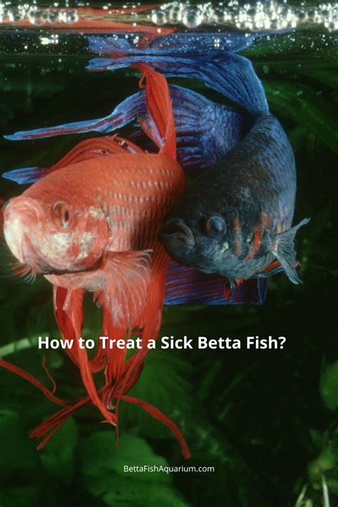 treating a sick betta fish.